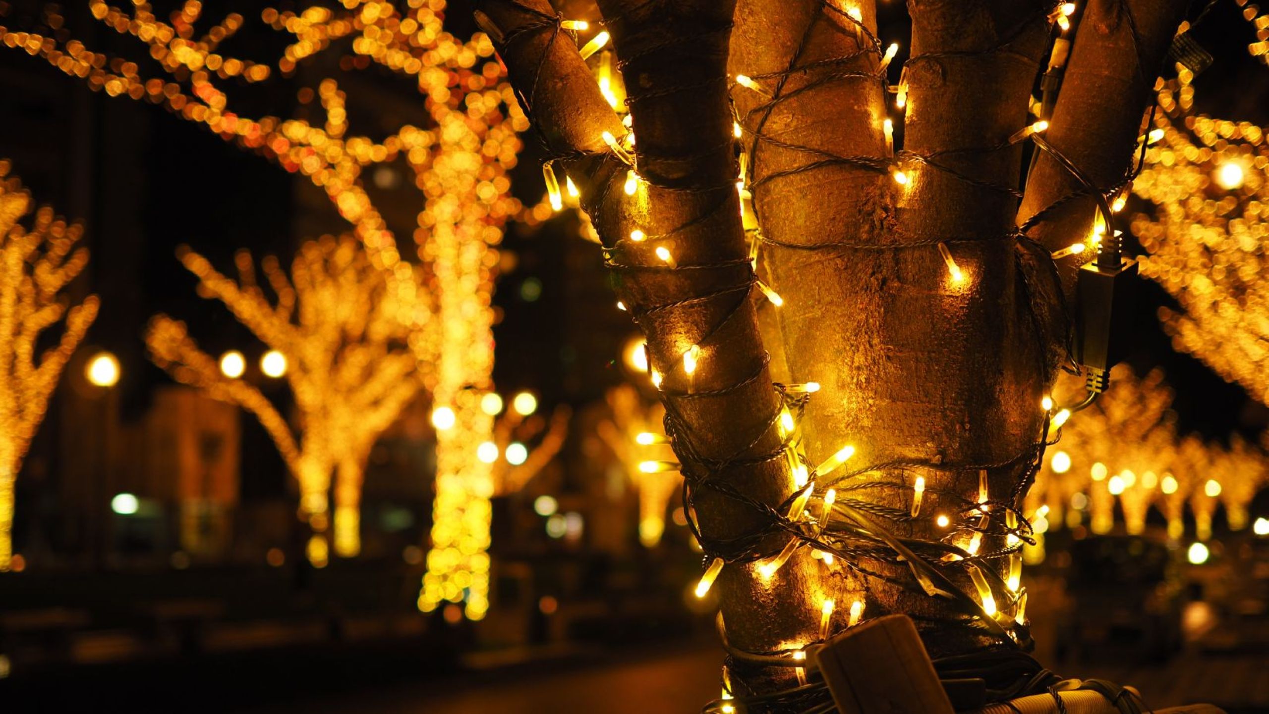 illuminazione da giardino alberi 2